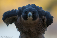 Perergrine Falcon