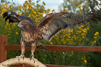 Ruby: a red-tailed hawk